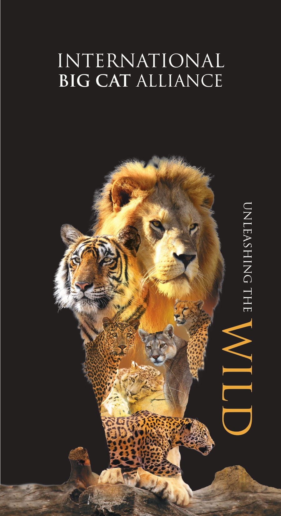 Unleashing The Roar Brochure